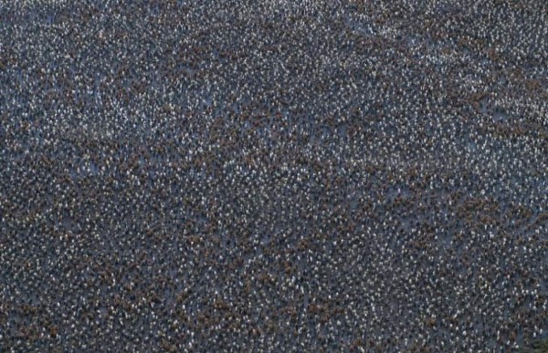 Macquarie, el refugio de los pingüinos