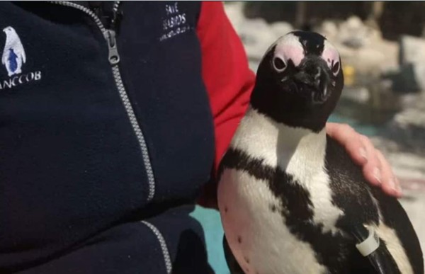 Los pingüinos africanos ya no tienen qué comer