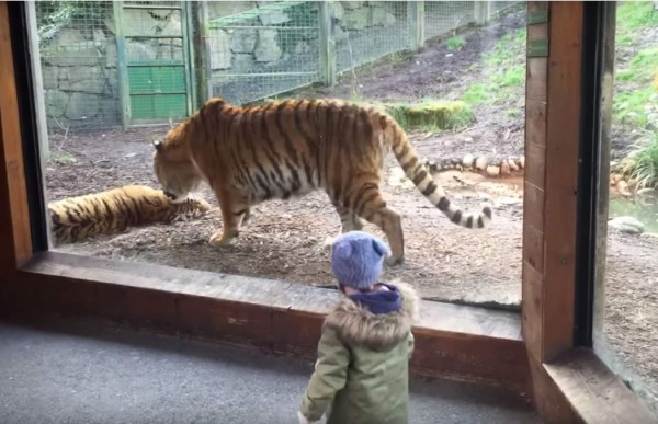 Ha sido muy mala idea despertar a este tigre de su siesta