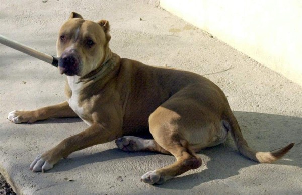 Perro pitbull mata a su dueña de 84 años en Florida, Estados Unidos  