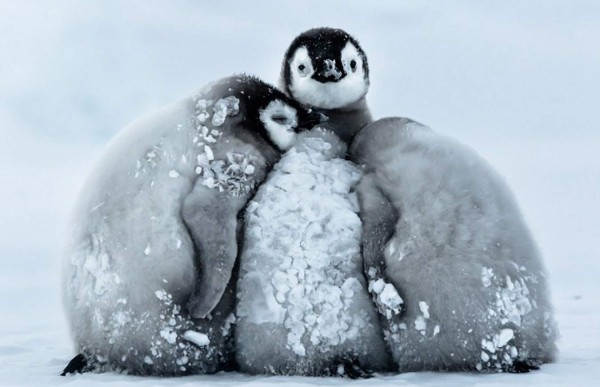 Hasta los pingüinos se resguardan del frío extremo que azota Canadá