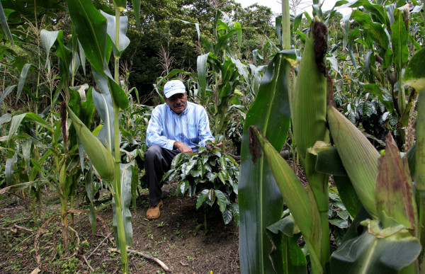 Faltan L1,900 millones para reactivar las fincas cafetaleras