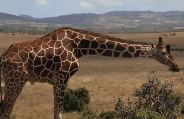 La jirafa reticulada está en peligro