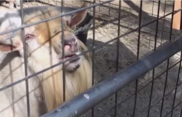 La cabra que produce sonidos de risa