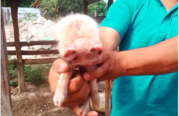 ¡Insólito! Nace cerdito con dos cabezas en Comayagua, Honduras   