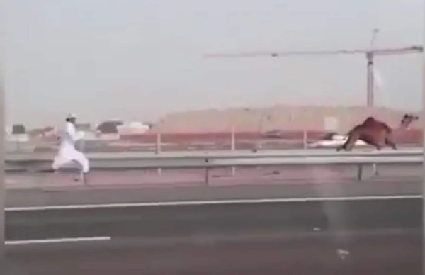 Hombre corre porque se le escapa su camello en plena autopista