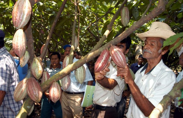 Gobierno destina L50 millones para incentivar producción del cacao