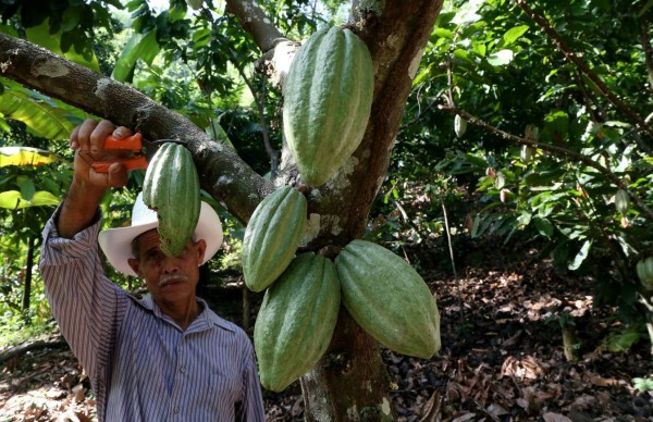El apetito por el chocolate consume la Amazonía