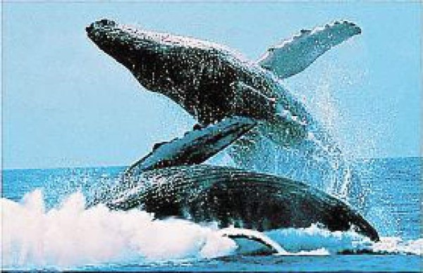 50 ballenas mueren al 'encallar” en playa