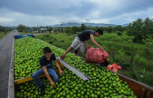 Cítricos generan 20,000 empleos en valle del Aguán