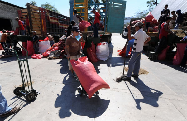 Niños cortan café en montañas de Honduras