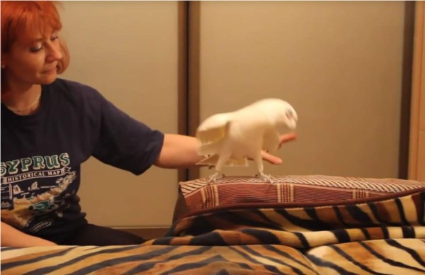 Loro bailarín que demuestra impresionantes movimientos