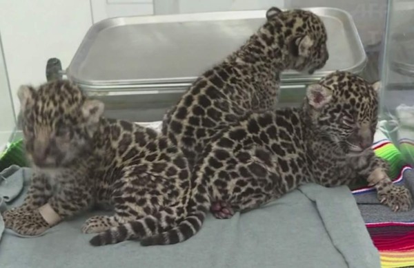 Tres jaguares nacen en zoológico de México