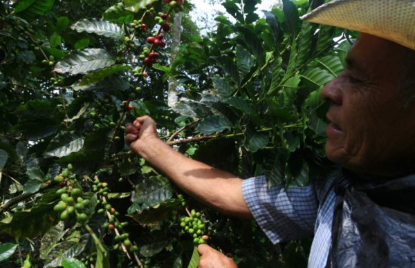 Honduras abre mañana las fronteras para cortadores de café