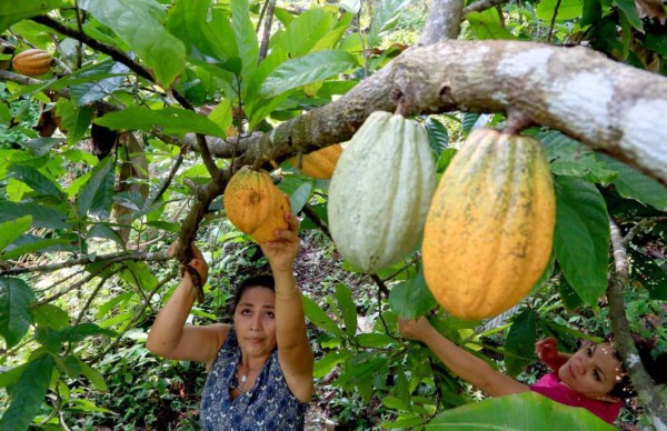 Persiste la demanda insatisfecha de cacao