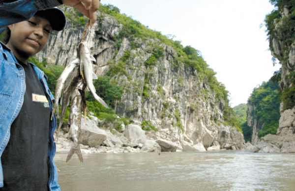 Sardinas saltarinas, atracción en Chinda