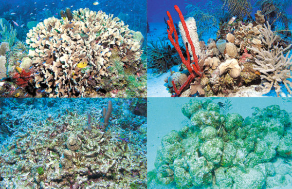 Roatán: Contaminación daña arrecifes de coral