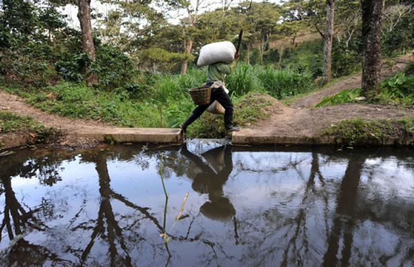 Niños cortan café en montañas de Honduras