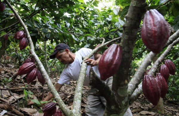 Cacaoteros hondureños tienen más de 3,200 hectáreas en sistema agroforestal