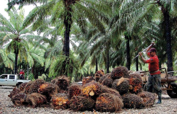 Centroamérica expande la exportación