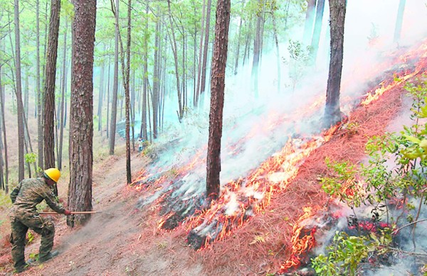 Crean 100 empleos para proteger áreas forestales de Honduras