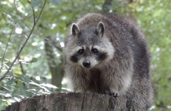 Gato ignora a mapache a pesar de que este intenta entablar 'amistad'