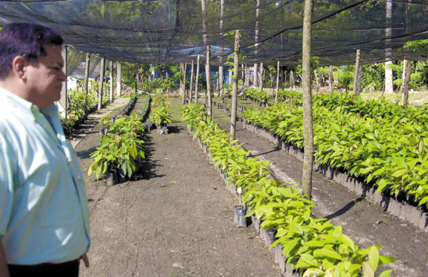 Cacao hondureño alcanza calidad de exportación