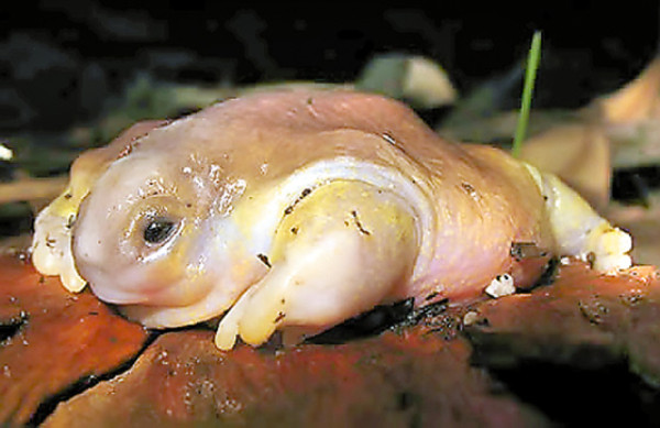 Honduras: Especie con cuerpo de tortuga y rana