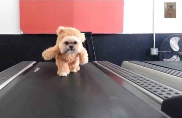El perro vestido de peluche cuando realiza ejercicio. Foto YouTube.