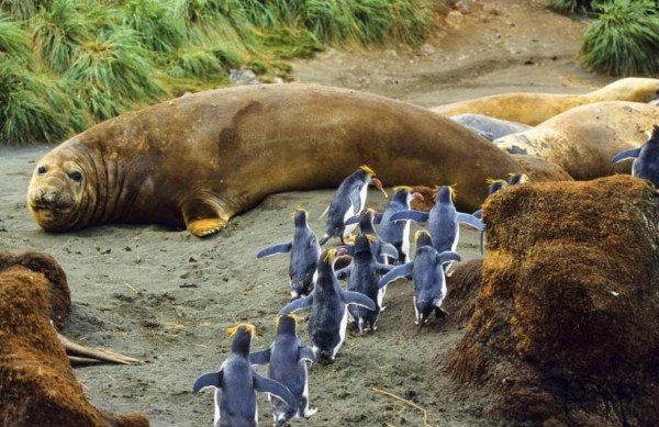 Macquarie, el refugio de los pingüinos