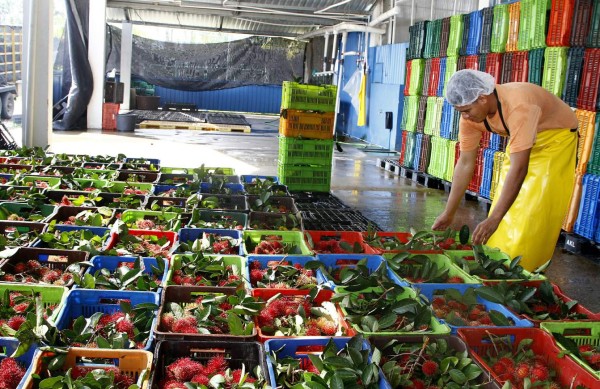 Sequía en Honduras afecta el 50% del rambután