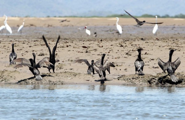 Manglares. Isla de los Pajaros en San Lorenzo.