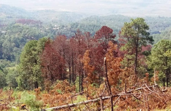 Encuentran nueva especie de gorgojo descortezador en Comayagua