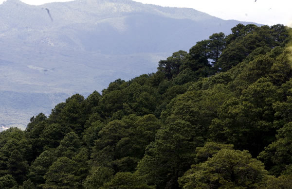 La Ruta de la Madera, turismo y bosques para descubrir Honduras