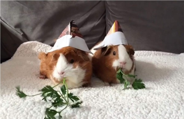 Cobayos compiten a ¿quien come más rápido?