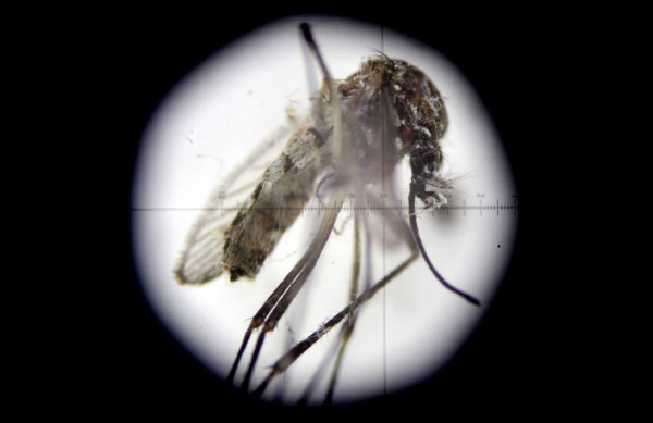 Anuncian primera muerte asociada al virus del zika en Puerto Rico