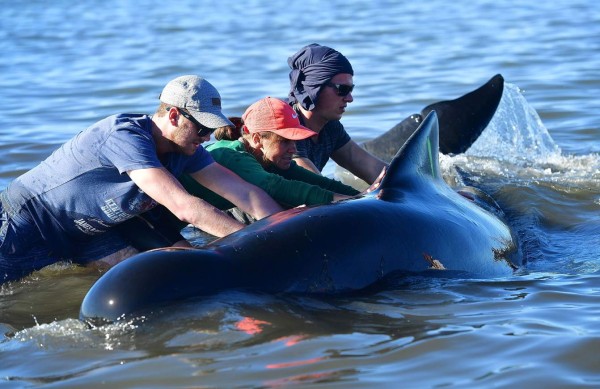 Volunteers roll a stranded Pilot whale during a mass stranding at Farewell Spit on February 11, 2017.More than 400 whales were stranded on a New Zealand beach on February 10, with most of them dying quickly as frustrated volunteers desperately raced to save the survivors. / AFP PHOTO / Marty MELVILLE