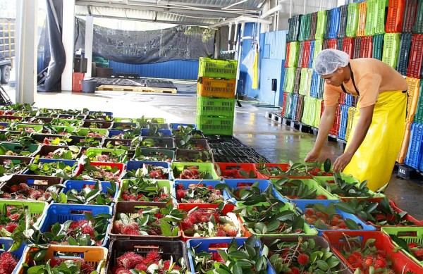 Rambután hondureño llega a Estados Unidos y Europa