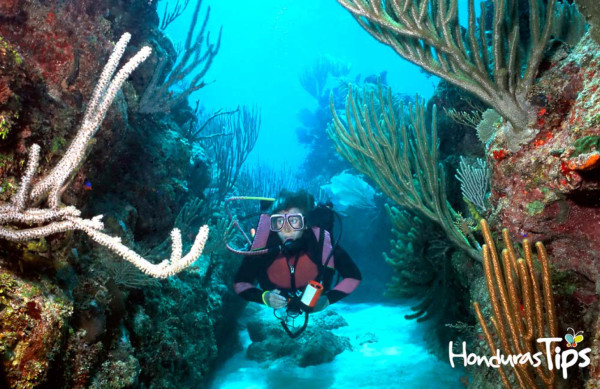 Honduras impulsa el buceo en feria española