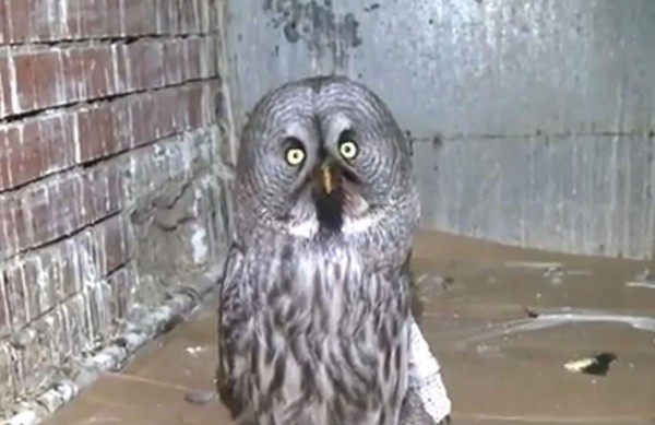 El ave fue descubierta cuando los operarios de un tren estaban descargándolo tras la llegada a la capital rusa. Foto YouTube.