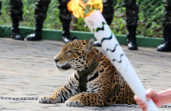 Indignación en Brasil tras sacrificio de jaguar por militares