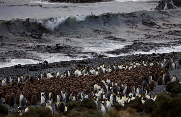 Macquarie, el refugio de los pingüinos