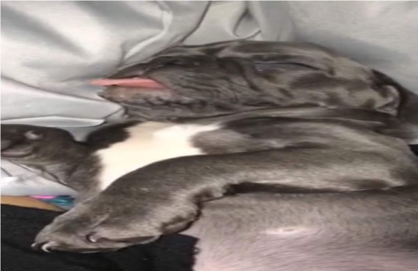 El ronquido de un cachorro Bulldog se viraliza en las redes