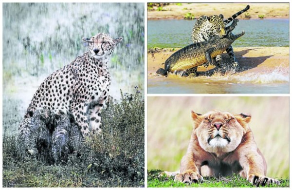 50 fotografías compiten por ser la mejor del año