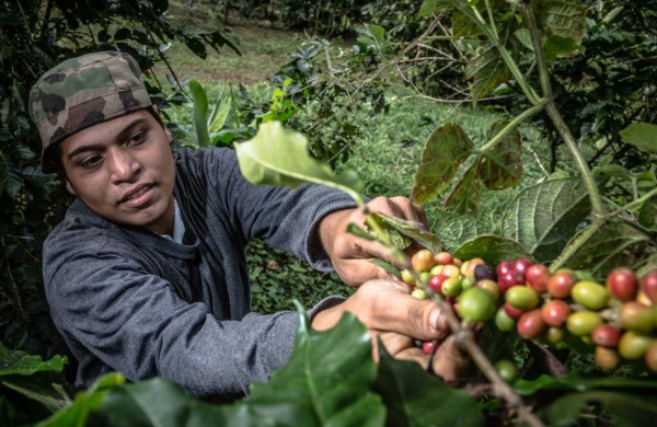 'El café hondureño está entre los mejores cuatro del mundo”