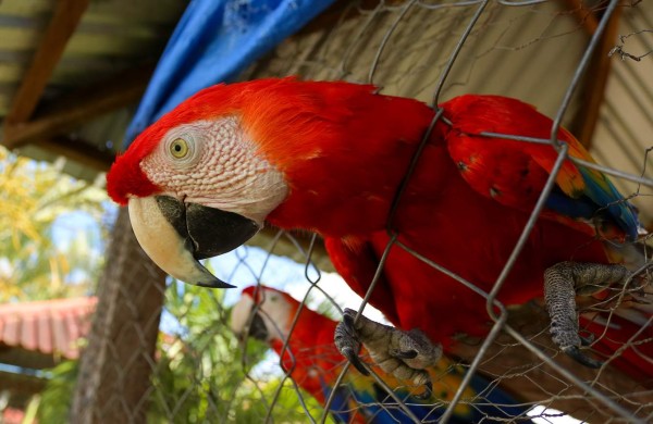 Zoo Joya Grande, una muestra de África en Santa Cruz