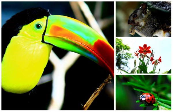 Lago de Yojoa, descanso y aventura extrema en Honduras