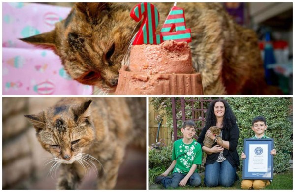 Muere a los 24 años la gata más vieja del mundo