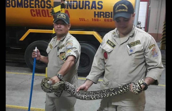 Boa constrictora siembra el pánico en Choloma, Cortés