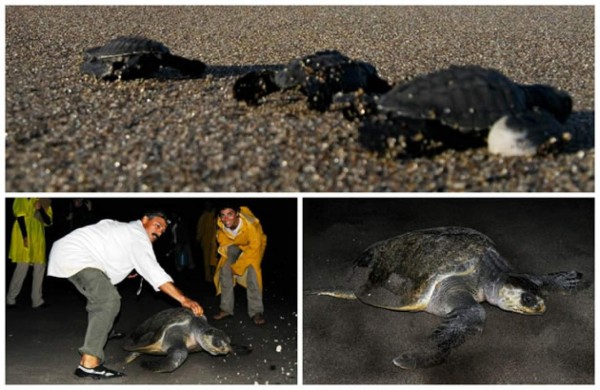 Honduras: El Venado, el pueblo que lucha por preservar las tortugas